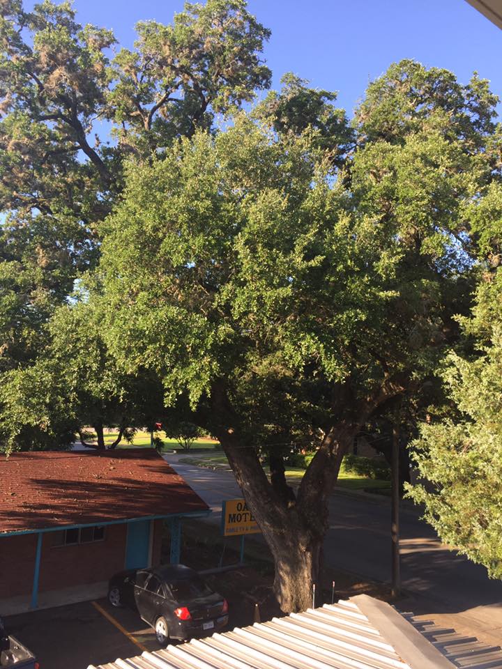 View of Oak from Balcony